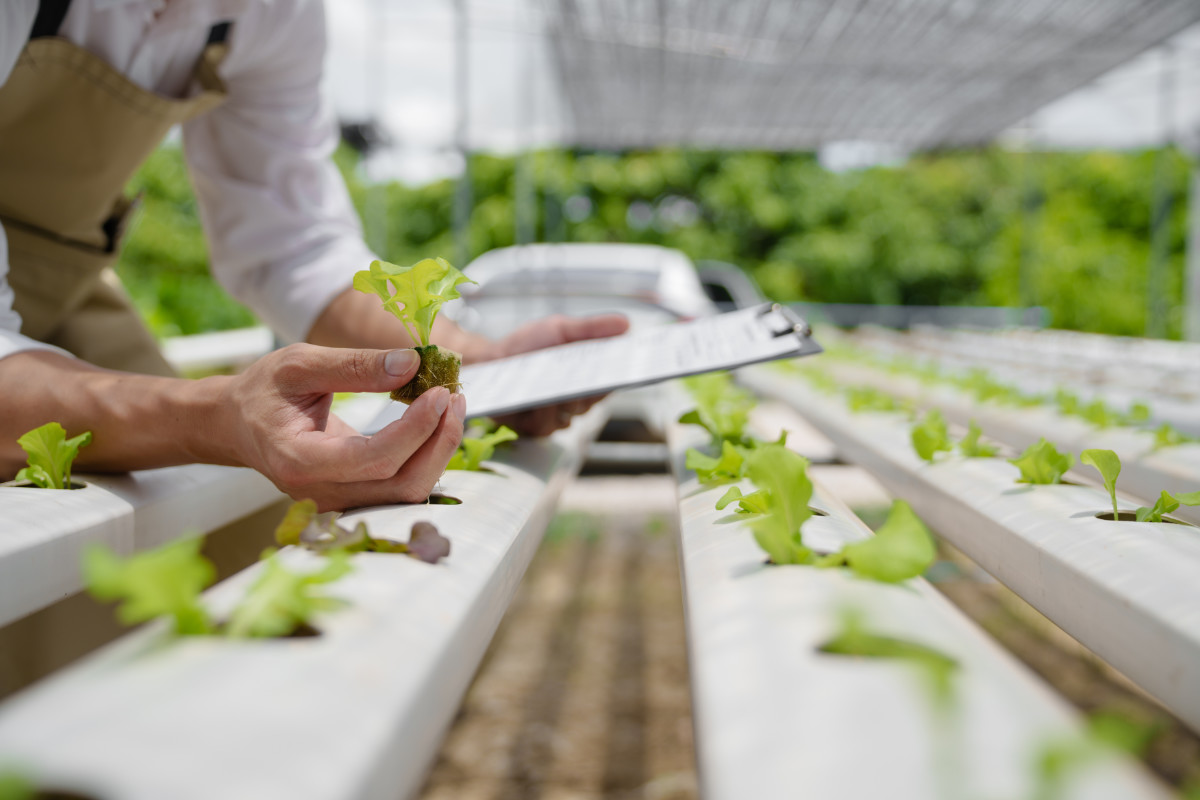 Fresh vegetable hydroponic system.
Organic vegetables salad growing garden hydroponic farm Freshly harvested lettuce organic for health food Earths day concept